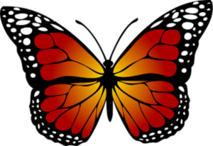 Butterly with Black, orange and yellow colors