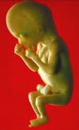 Photo of a normal human fetus at 14 weeks (8.2 cm. crown to rump)