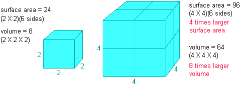 drawing showing a comparison of cube surface areas and volumes illustrating Bergmann's rule--a 2 by 2 cube has a surface area of 24 and a volume of 8, while a 4 by 4 cube has a surface area of 96 and a volume of 64; in other words, the larger cube has a 4 times larger surface area and an 8 times larger volume