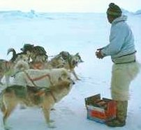 photo of an Inuit man feeding his dog team during the winter on an ice field