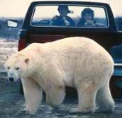 photo of a large wild polar bear walking by a pickup truck with two people inside watching the bear cautiously