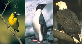 3 photos--a small yellow bird, a penguin, and an eagle