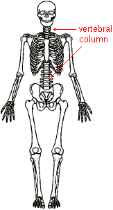 drawing of a human skeleton with the vertebral column highlighted