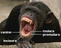 photo of a chimpanzee showing mammalian heterodontism--the canine, incisor, molar, and premolar teeth are highlighted