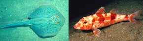 2 photos--a ray and a bony fish