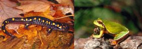 2 photos--a salamander and a frog