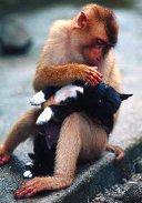 photo of a monkey holding and grooming a puppy