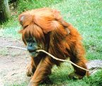 photo of a mother orangutan walking with her young child clinging to her back