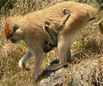 photo of a mother patas monkey walking with her baby hanging on her chest and stomach from below