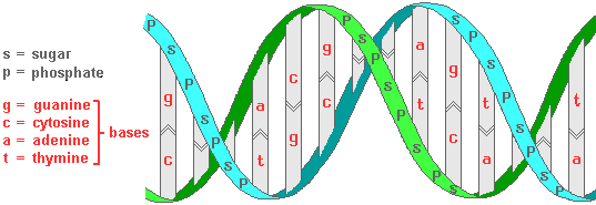 drawing of a section of a DNA molecule showing the double helix molecular shape and the relative location of sugars, phosphates, and bases (guanine, cytosine, adenine, and thymine)