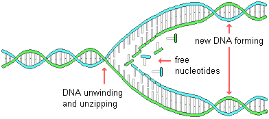 drawing of a DNA molecule replicating