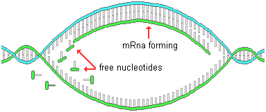drawing of free nucleotides being attracted to exposed bases of a partially unzipped DNA molecule