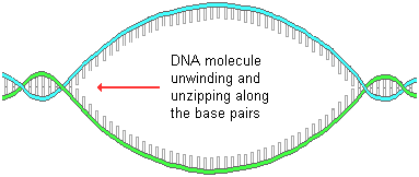 drawing of a DNA molecule partially unwinding and unzipping between the base pairs