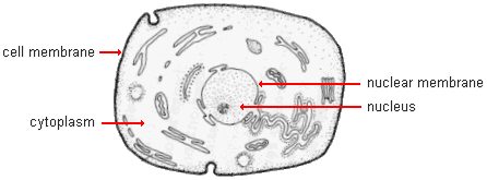 drawing of a generalized animal cell with cell and nuclear membranes, nucleus, and cytoplasm highlighted