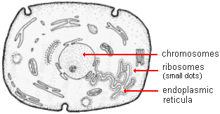 drawing of a cell with chromosomes, endoplasmic reticula, and ribosomes highlighted