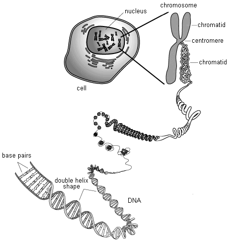 Drawing of the relationship of a DNA molecule to a Chromosome
