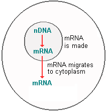 schematic drawing of mRNA migrating out of the cell nucleus