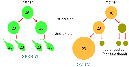 diagram of meiosis emphasizing the reduction by half in the number of chromosomes during gamete production