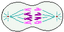 drawing of anaphase stage of mitosis--the chromatids of each chromosome separate at their centromeres and then migrate to the opposite poles of the cell