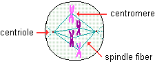 drawing of a cell with centrioles, centromeres, and spindle fibers highlighted