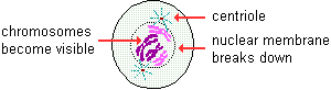 drawing of prophase stage of mitosis--doubled chromosomes contract and become visible; two centrioles move to opposite sides of the nucleus; and the nuclear membrane begins to break down
