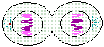 drawing of telophase stage of mitosis--two distinct nuclear membranes develop encompassing the two identical sets of chromosomes; the cytoplasm divides between the two new cells and the cell membrane begins to pinch off the cell contents into two daughter cells