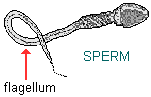 drawing of a human sperm with its flagellum highlighted