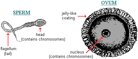 drawings of human sperm and ovum cells (not to scale)