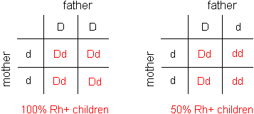 drawings of two Punnett squares showing the possible Rh positive mates of an Rh negative woman and the probability of their children being Rh positive--100% if the father is homozygous dominant and 50% if he is heterozygous for this trait