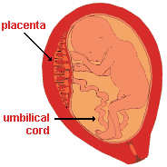 drawing of a fetus in its mother's uterus; the placenta and the umbilical cord are highlighted