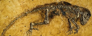 fossil of Darwinius masillae, a new genus and species of the family Adapidae, from Messel in Germany