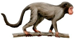 Early Primate Evolution: The First Primates