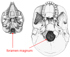 Eocene Era primate and modern human skulls with the foramen magnum highlighted on both skulls--it is near the back of the head of the Eocene primate and at the center of balance of the human head