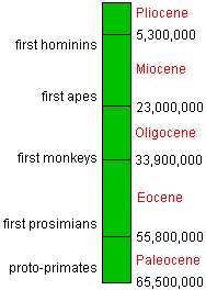 time chart summarizing primate evolution over the last 60 million years