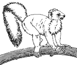 drawing of Smilodectes as it may have appeared