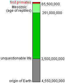 time chart illustrating the recency of primate evolution