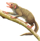 painting of a small mammal from the Mesozoic Era