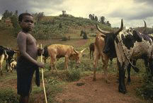 photo of a small herd of cattle owned by a pastoralist family in East Africa