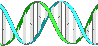 simplified drawing of a section of a DNA molecule