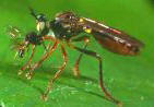 closeup photo of an insect--a small wasp