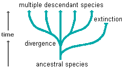 diagram illustrating the adaptive radiation of descendent species from a common ancestor