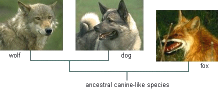 canine family tree photos (wolf, dog, and fox) showing the close genetic relationship between wolves and dogs and a somewhat more distant relationship with foxes