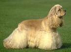 photo of a pure bred dog variety--a cocker spaniel