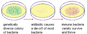 illustration of  an experiment showing the evolution of antibiotic resistent bacteria as a result of an antibiotic killing off non-resistant ones and those then reproducing to become a large population that is genetically different from the parent population