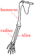 drawing of the bones in a human arm--humerous in the upper arm, radius and ulna in the lower arm, and numerous bones in the wrist and hand