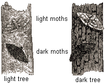 drawing of dark and light colored peppered moths on a tree with dark colored bark and a tree with light bark