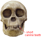 photo of the Taung child skull (Australopithecus africanus)
