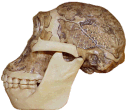 photo of an Australopithecus africanus skull