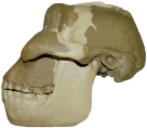 photo of a Zinjanthropous boisei (i.e., Paranthropus boisei) skull