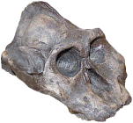 photo of the "black skull" (Paranthropus aethiopicus)